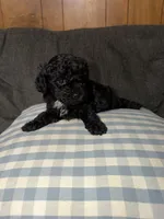 Tony, a male Poodle - Toy  for sale in Nacogdoches, TX – 4 of 9