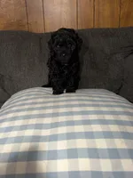 Ziva, a female Poodle - Toy  for sale in Nacogdoches, TX – 3 of 8