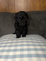 Ziva, a female Poodle - Toy  for sale in Nacogdoches, TX – 2 of 8