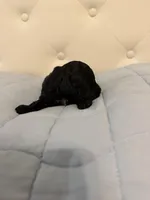 Tony, a male Poodle - Toy  for sale in Nacogdoches, TX – Photo 3 of 4