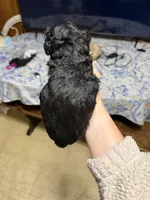 Tony, a male Poodle - Toy  for sale in Nacogdoches, TX – 5 of 9