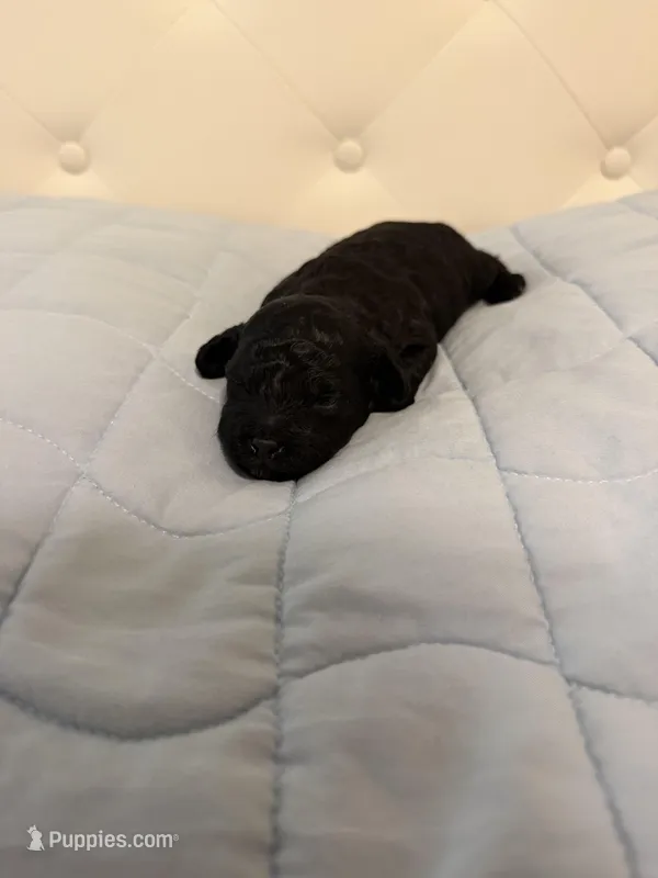 Tony – Poodle - Toy  puppy for sale in Nacogdoches, TX