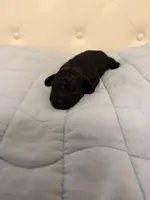 Tony, a male Poodle - Toy  for sale in Nacogdoches, TX – Photo 1 of 4