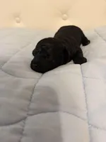 Tony, a male Poodle - Toy  for sale in Nacogdoches, TX – Photo 4 of 4