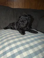 Ziva, a female Poodle - Toy  for sale in Nacogdoches, TX – 4 of 8