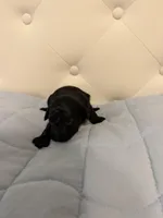 McGee, a male Poodle - Toy  for sale in Nacogdoches, TX – Photo 4 of 5