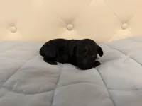 McGee, a male Poodle - Toy  for sale in Nacogdoches, TX – Photo 3 of 5