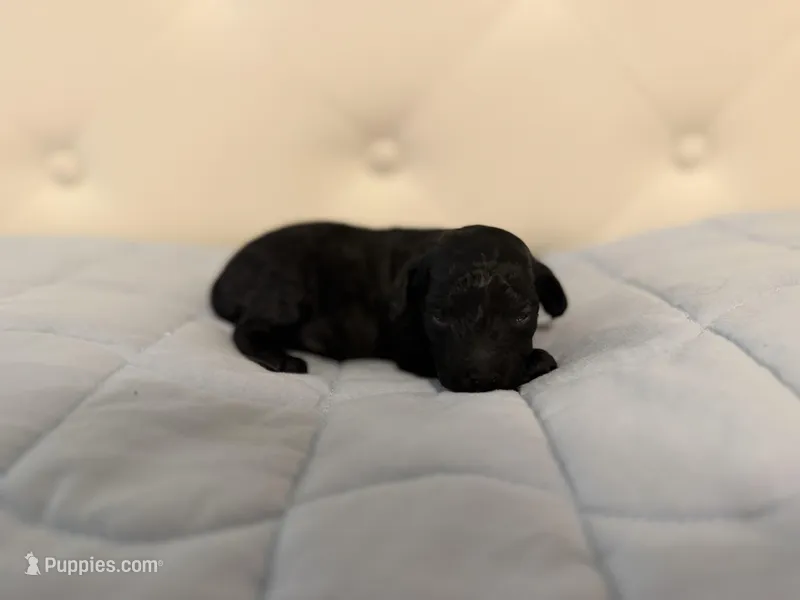 McGee – Poodle - Toy  puppy on hold in Nacogdoches, TX