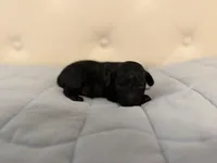 McGee, a male Poodle - Toy  for sale in Nacogdoches, TX – Photo 1 of 5