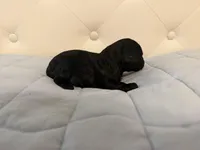 McGee, a male Poodle - Toy  for sale in Nacogdoches, TX – Photo 2 of 5