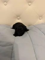 McGee, a male Poodle - Toy  for sale in Nacogdoches, TX – Photo 5 of 5