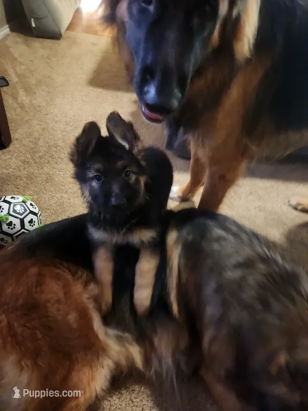 Red – German Shepherd Dog puppy for sale in Arlington, TX