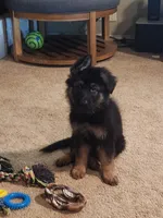 Yellow, a male German Shepherd Dog for sale in Arlington, TX – 5 of 5