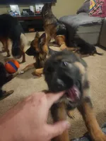 Orange, a male German Shepherd Dog for sale in Arlington, TX – 2 of 2