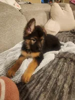 Pink, a female German Shepherd Dog for sale in Arlington, TX – 5 of 5