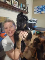 Red, a male German Shepherd Dog for sale in Arlington, TX – 3 of 3