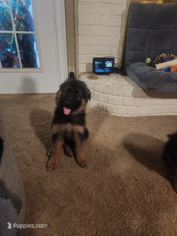 Orange – German Shepherd Dog puppy for sale in Arlington, TX