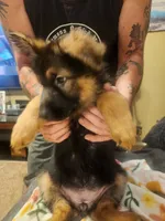 Yellow, a male German Shepherd Dog for sale in Arlington, TX – 4 of 5