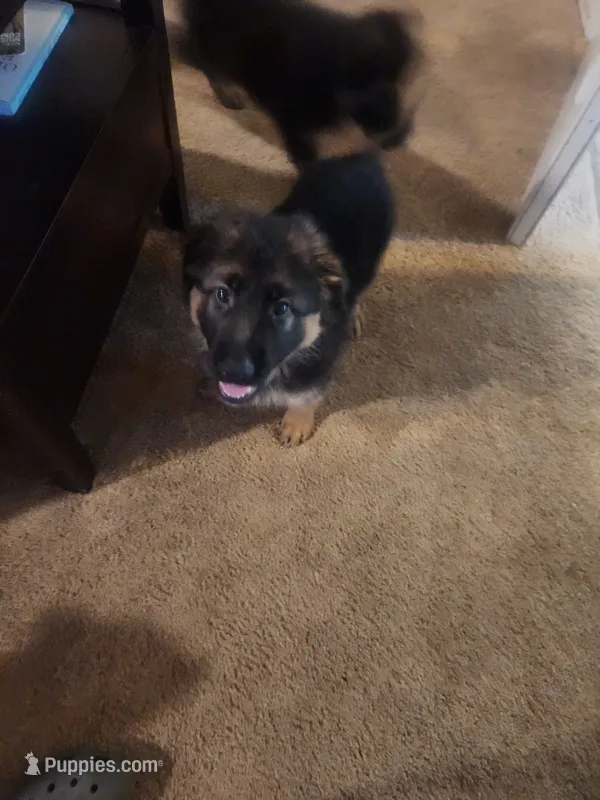 Blue – German Shepherd Dog puppy for sale in Arlington, TX