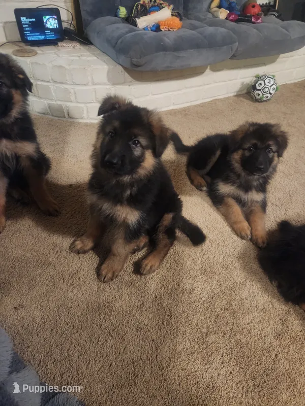Orange – German Shepherd Dog puppy for sale in Arlington, TX