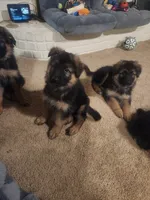 Orange, a male German Shepherd Dog for sale in Arlington, TX – 1 of 2