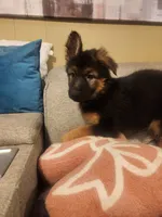 Pink, a female German Shepherd Dog for sale in Arlington, TX – 3 of 5