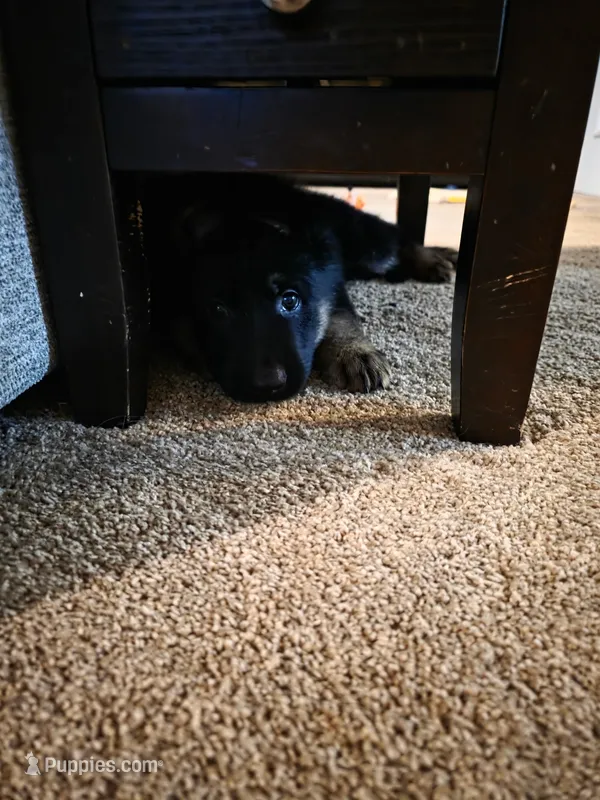 Red – German Shepherd Dog puppy for sale in Arlington, TX