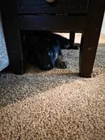Red, a male German Shepherd Dog for sale in Arlington, TX – 1 of 3