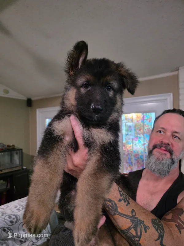 Grey – German Shepherd Dog puppy for sale in Arlington, TX