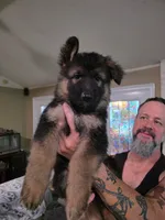 Grey, a male German Shepherd Dog for sale in Arlington, TX – 1 of 3