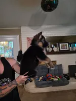 Grey, a male German Shepherd Dog for sale in Arlington, TX – 3 of 3