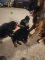 Dark blue, a male German Shepherd Dog for sale in Arlington, TX – 3 of 3