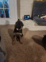 Green, a male German Shepherd Dog for sale in Arlington, TX – 2 of 2
