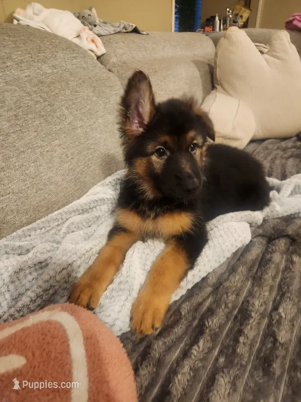 Purple – German Shepherd Dog puppy for sale in Arlington, TX