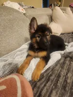 Pink, a female German Shepherd Dog for sale in Arlington, TX – 1 of 5