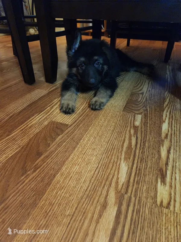 Green – German Shepherd Dog puppy for sale in Arlington, TX