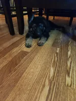 Green, a male German Shepherd Dog for sale in Arlington, TX – 1 of 2