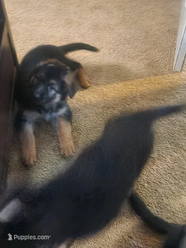 White – German Shepherd Dog puppy for sale in Arlington, TX