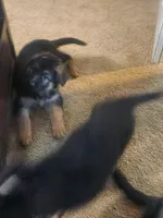 White, a female German Shepherd Dog for sale in Arlington, TX – 1 of 2