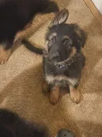 Dark blue, a male German Shepherd Dog for sale in Arlington, TX – 2 of 3
