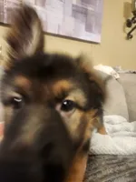 Pink, a female German Shepherd Dog for sale in Arlington, TX – 4 of 5