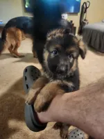 Purple, a female German Shepherd Dog for sale in Arlington, TX – 2 of 2