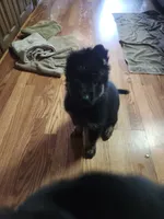 Red, a male German Shepherd Dog for sale in Arlington, TX – 2 of 3