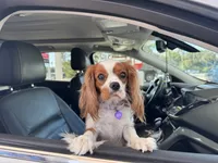 Lily FULL AKC , a female Cavalier King Charles Spaniel for sale in Port Richey, FL – 3 of 9
