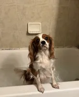 Lily FULL AKC , a female Cavalier King Charles Spaniel for sale in Port Richey, FL – 4 of 9