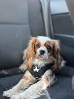 Lily FULL AKC , a female Cavalier King Charles Spaniel for sale in Port Richey, FL – 1 of 9