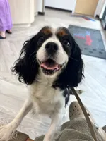 Clover, a female Cavalier King Charles Spaniel for sale in Port Richey, FL – 5 of 6