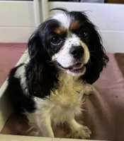 Clover, a female Cavalier King Charles Spaniel for sale in Port Richey, FL – 2 of 6