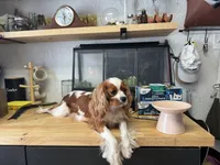 Lily FULL AKC , a female Cavalier King Charles Spaniel for sale in Port Richey, FL – 8 of 9