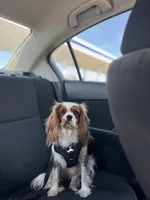 Lily FULL AKC , a female Cavalier King Charles Spaniel for sale in Port Richey, FL – 2 of 9